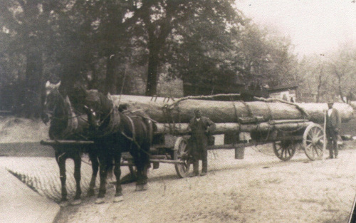 Stämme auf dem Pferdetransport